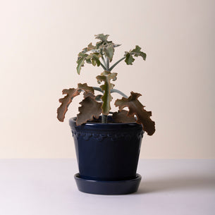 Unique Flower Vases