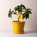 Københavner Glazed Amber Yellow Pot Set