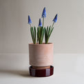 Hoff Raw Rosa & Glazed Deep Burgundy 14cm Pot with Saucer