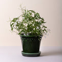 Kobenhavner Emerald Green 16cm Pot Set