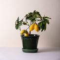 Kobenhavner Emerald Green 16cm Pot Set